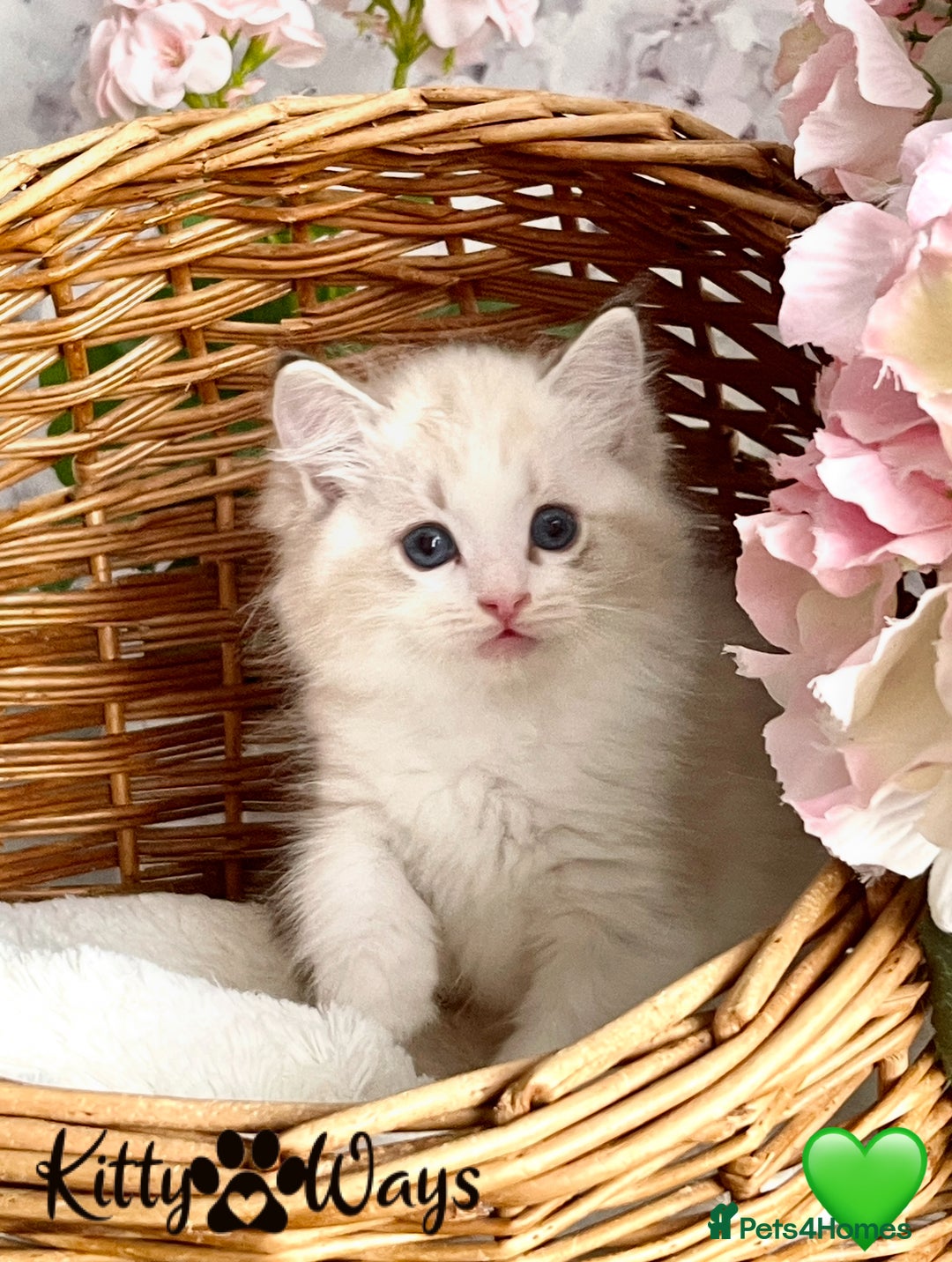 Ragdoll cats for sale: 🐾🩷*TICA REG* LYNX TABBY EU RAGDOLL KITTENS🩵🐾 - Image 21
