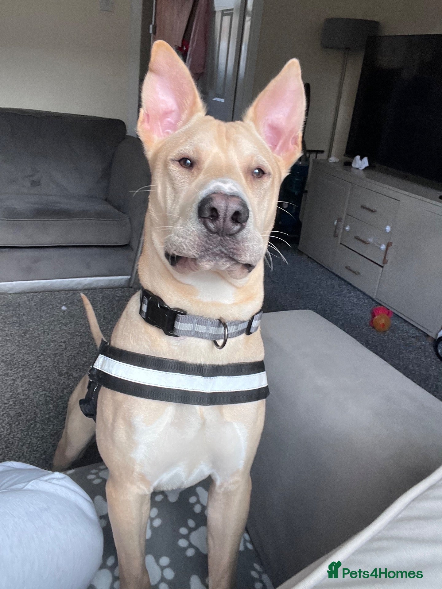 Mixed Breed dogs Dog for sale  - Advert 2