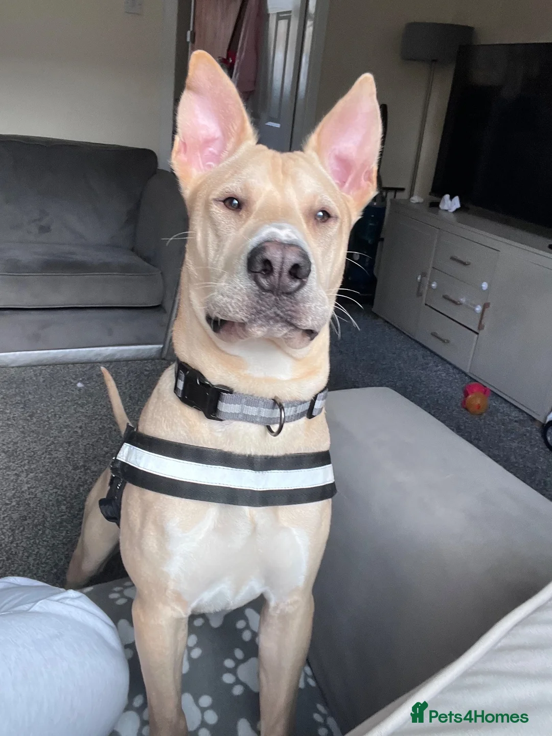 Mixed Breed dogs for sale: Dog for sale  - Advert 1