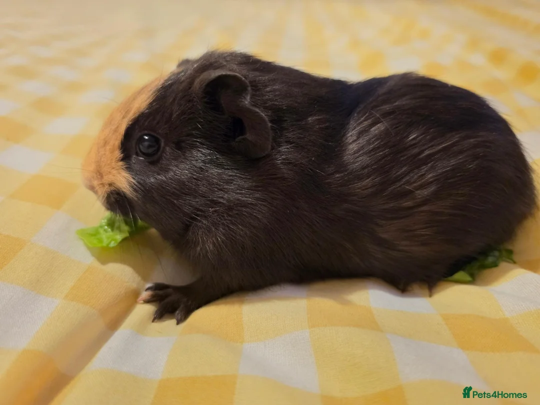Mixed Breed rodents for sale: Boys ready 2 leave - Advert 1