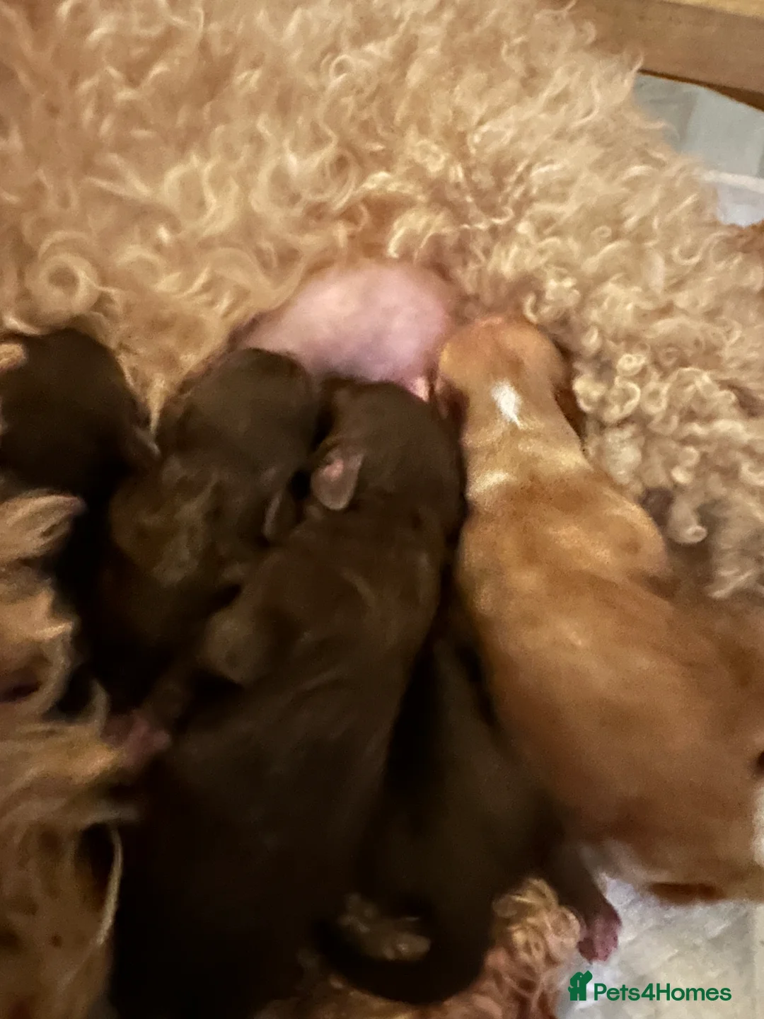 Cockapoo dogs for sale: Gorgeous Cockerpoochons  - Advert 2