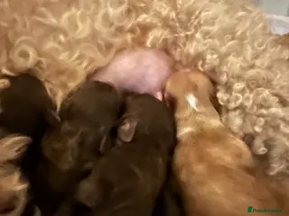 Cockapoo dogs Gorgeous Cockerpoochons - Advert 14