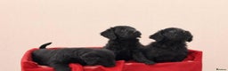 Labradoodle dogs for sale: Real life teddy bears  - Advert 6