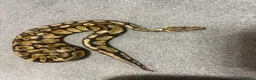 Mixed Breed reptiles for sale: Ball python - Advert 1