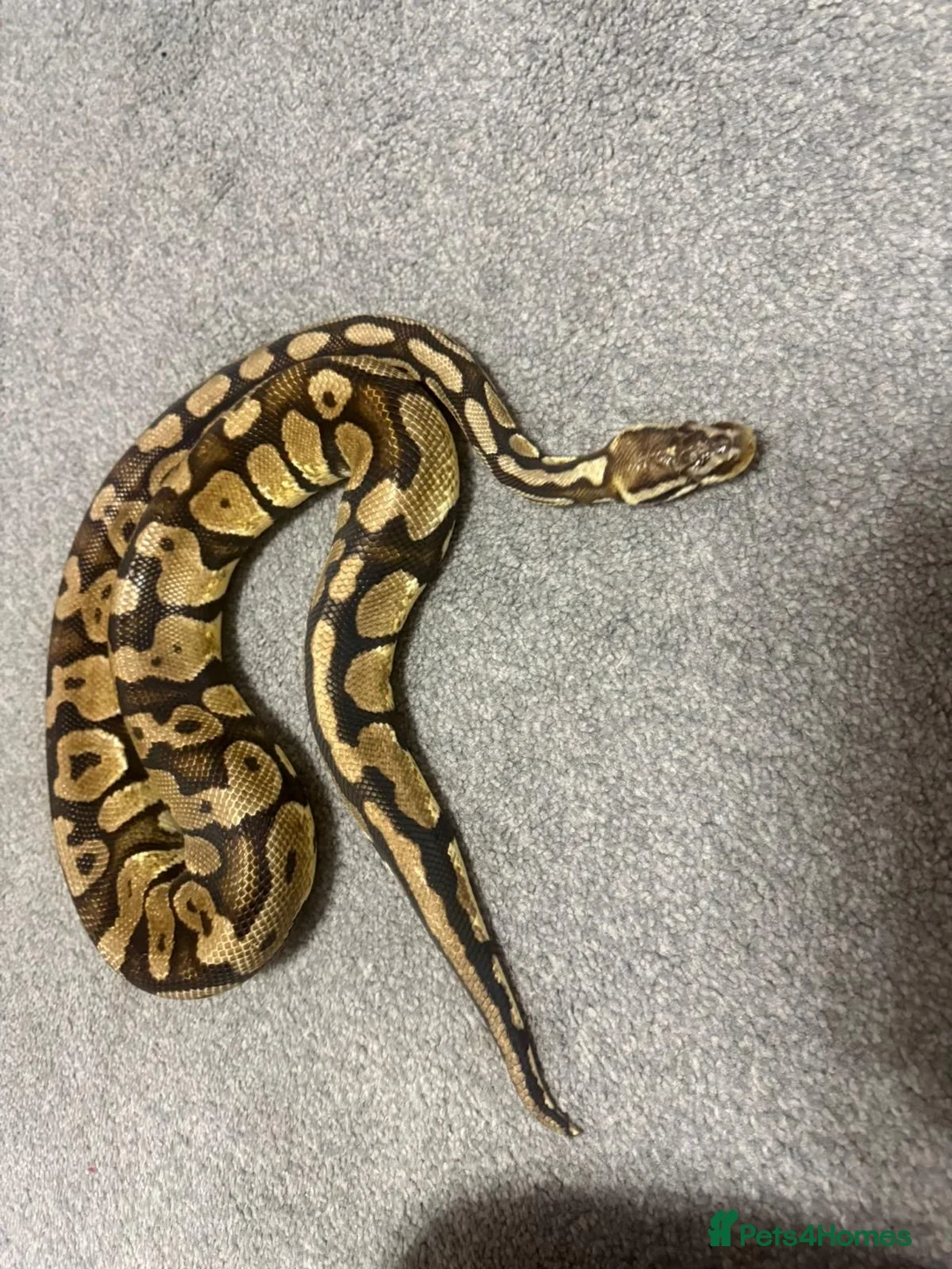 Mixed Breed reptiles for sale: Ball python - Advert 1