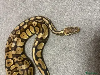 Mixed Breed reptiles Ball python - Advert 2