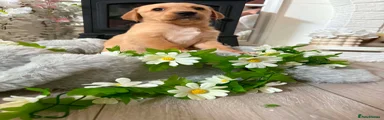 Goldador Puppy 4