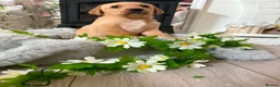 Goldador dogs for sale: Beautiful goldador pups - Advert 3