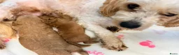 Cavapoochon dogs for sale: Beautiful Cavapoochon Puppies For Sale Kent  - Advert 10
