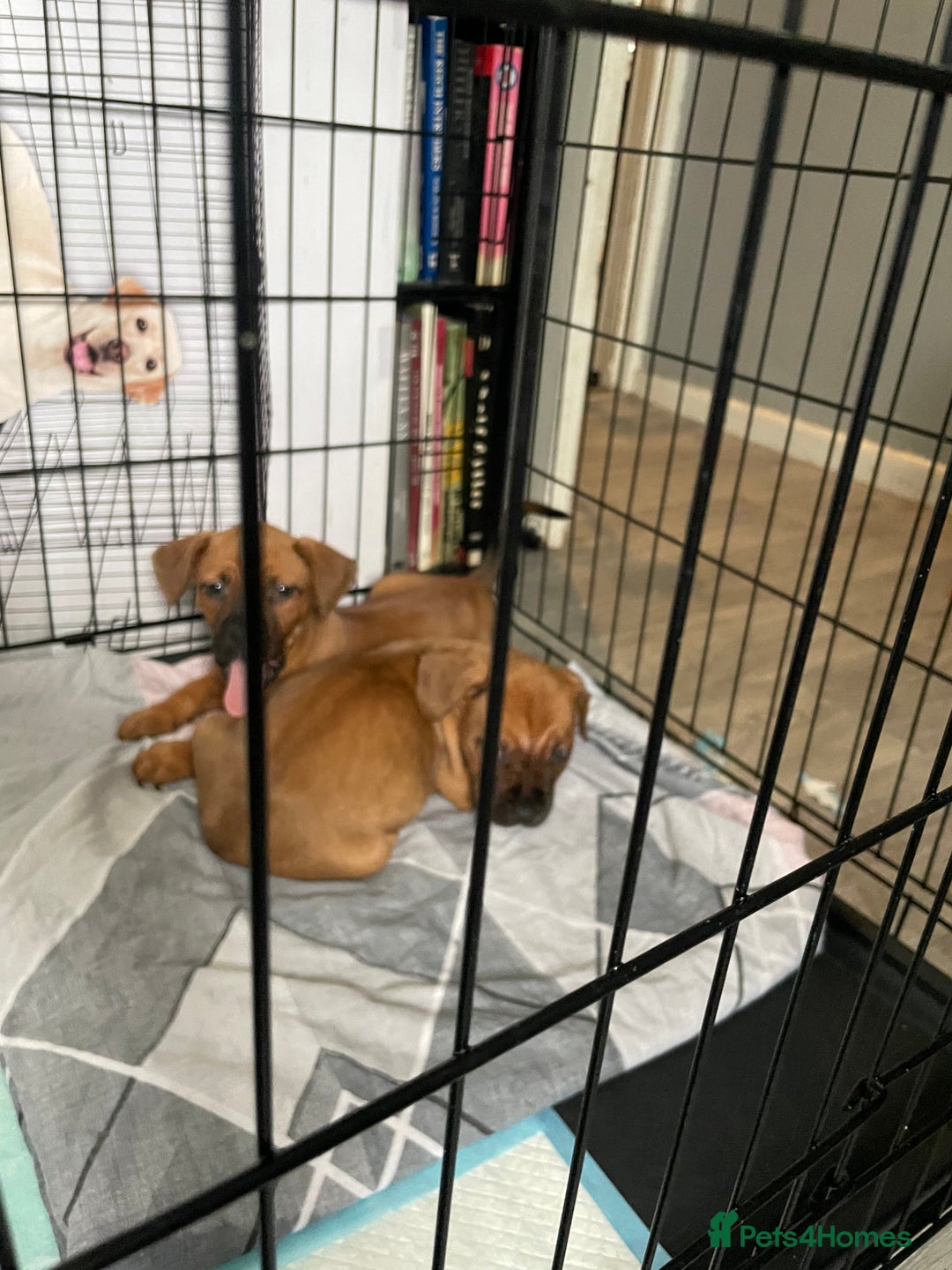 Mixed Breed dogs for sale: Long leg staff  - Image 7