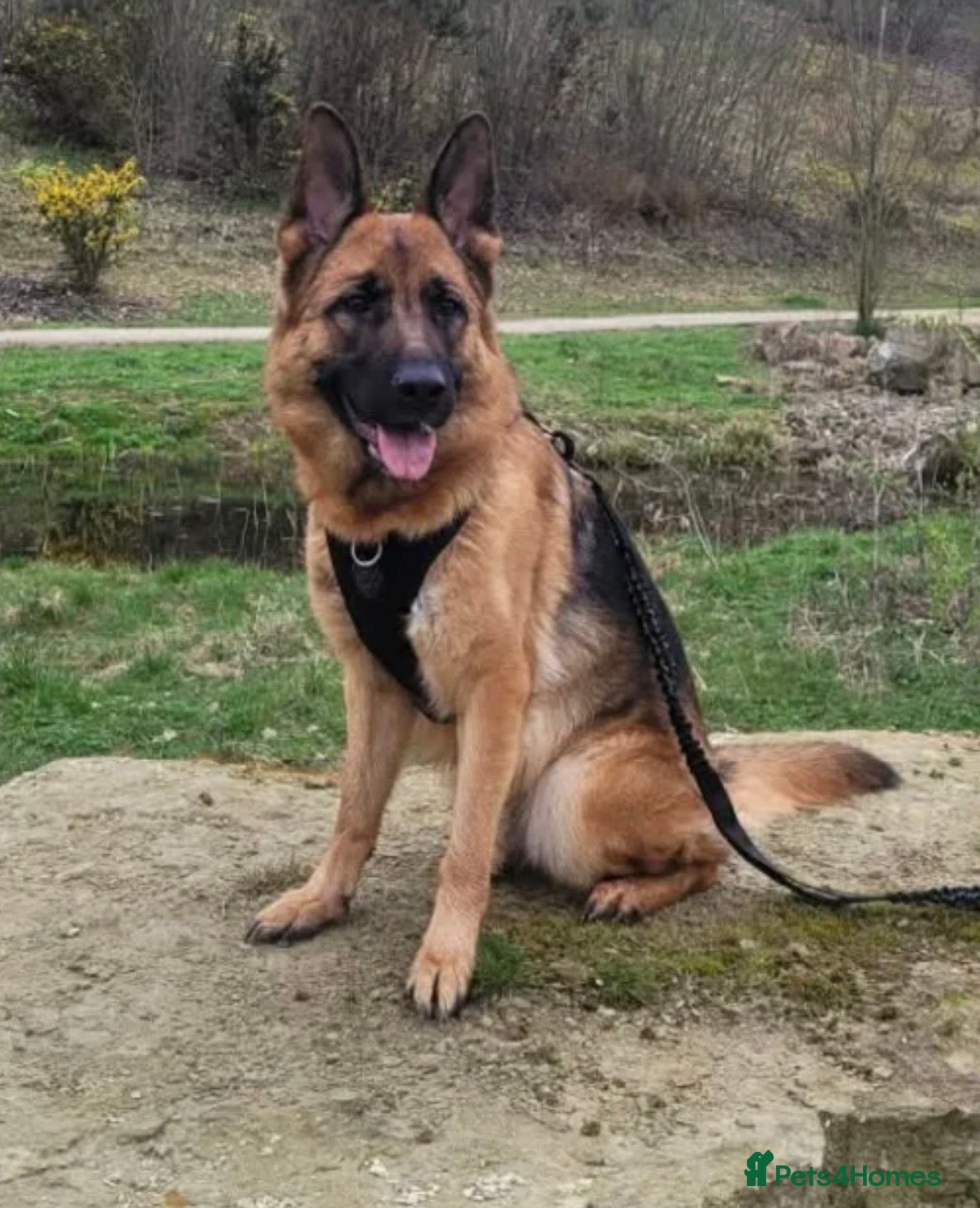 German Shepherd dogs German Shepard boy  - Advert 17