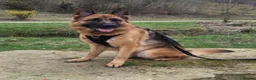 German Shepherd dogs for sale: German Shepard boy  - Advert 1