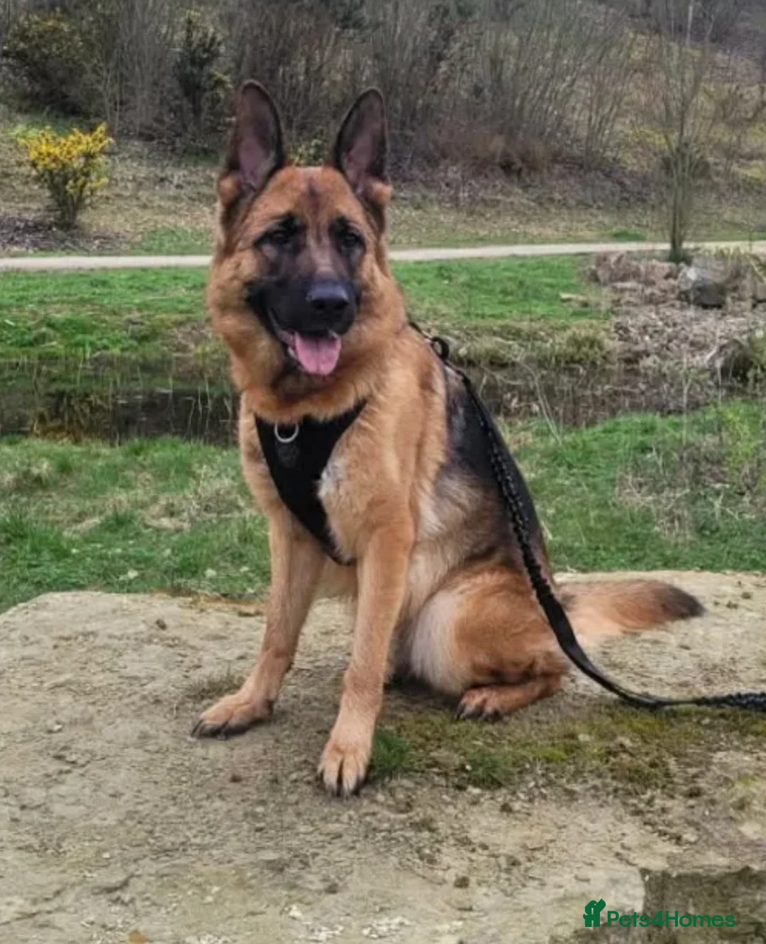 German Shepherd dogs for sale: German Shepard boy  - Advert 1