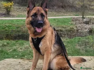 German Shepherd dogs German Shepard - Advert 5
