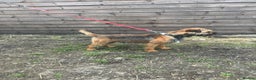 Border Terrier dogs for stud: very smart Kc reg slem clear in Wrexham - Advert 3