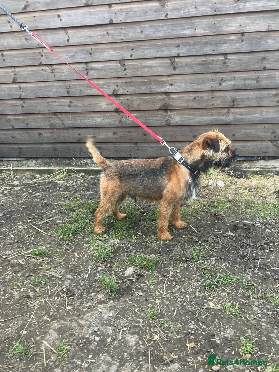 Border Terrier dogs for stud: very smart Kc reg slem clear in Wrexham - Advert 3