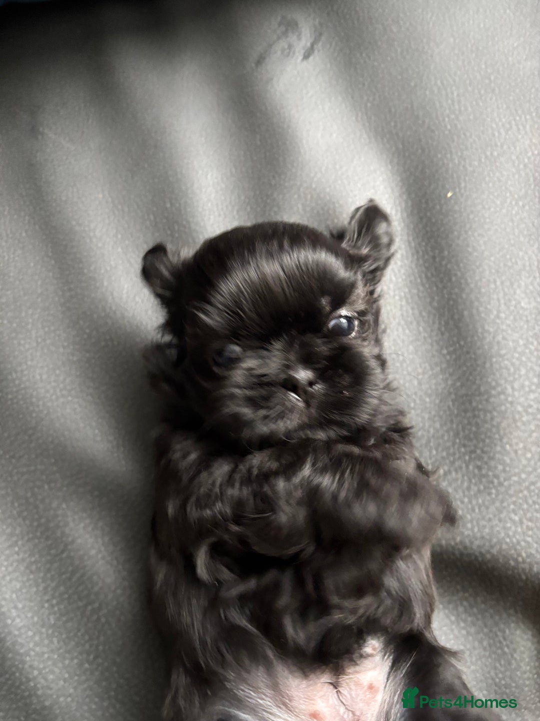 Shih Tzu dogs for sale: 💖 Imperial Shih Tzu Puppies 2 boys and 2 girls - Advert 17