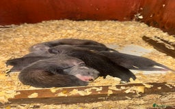 Ferret rodents for sale: FERRET KITS FOR SALE  - Image 1