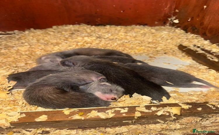 Ferret rodents - Advert 1