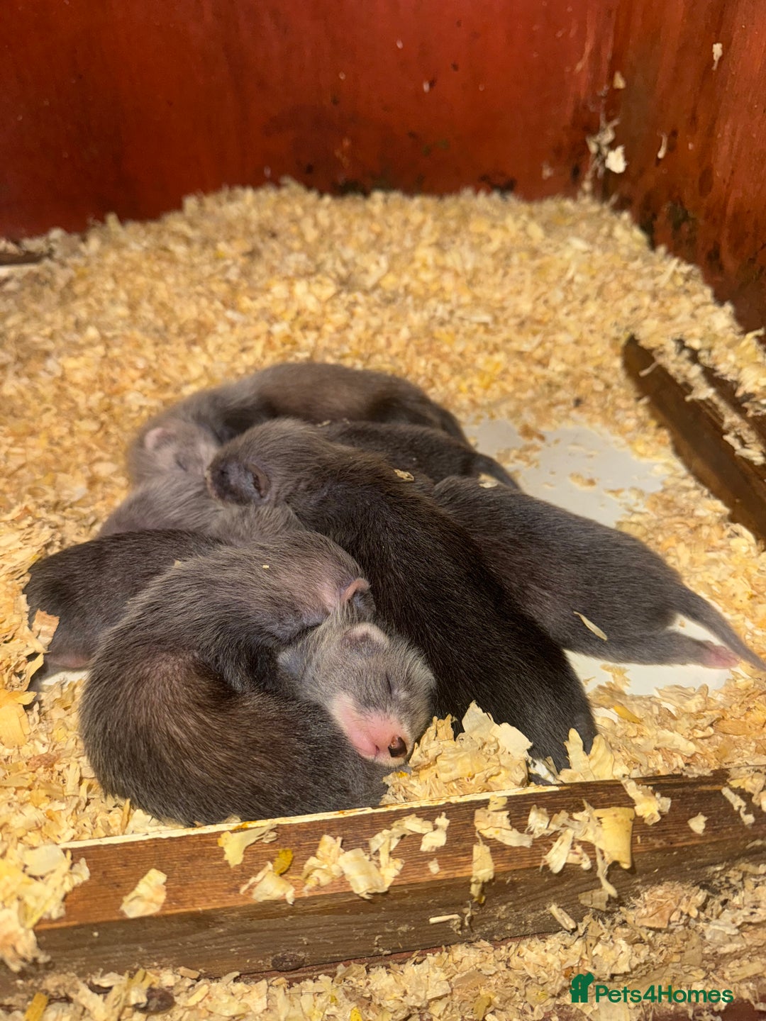 Ferret rodents for sale: FERRET KITS FOR SALE  - Image 1
