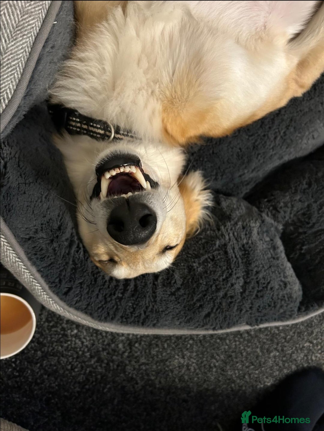 Mixed Breed dogs Saluki x Greyhound mix Duke ready for adoption - Advert 10