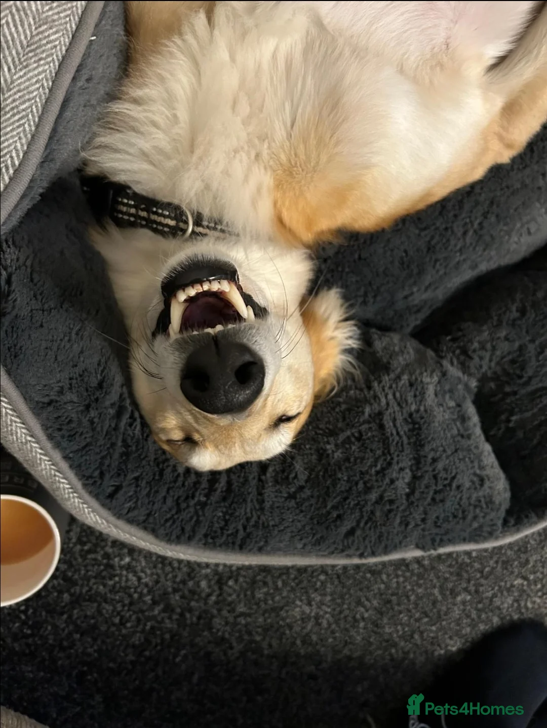 Mixed Breed dogs for sale: Saluki x Greyhound mix Duke ready for adoption - Advert 1