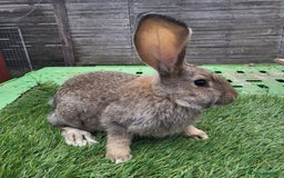 Continental Giant rabbits for sale: Continental giant rabbits  - Image 3