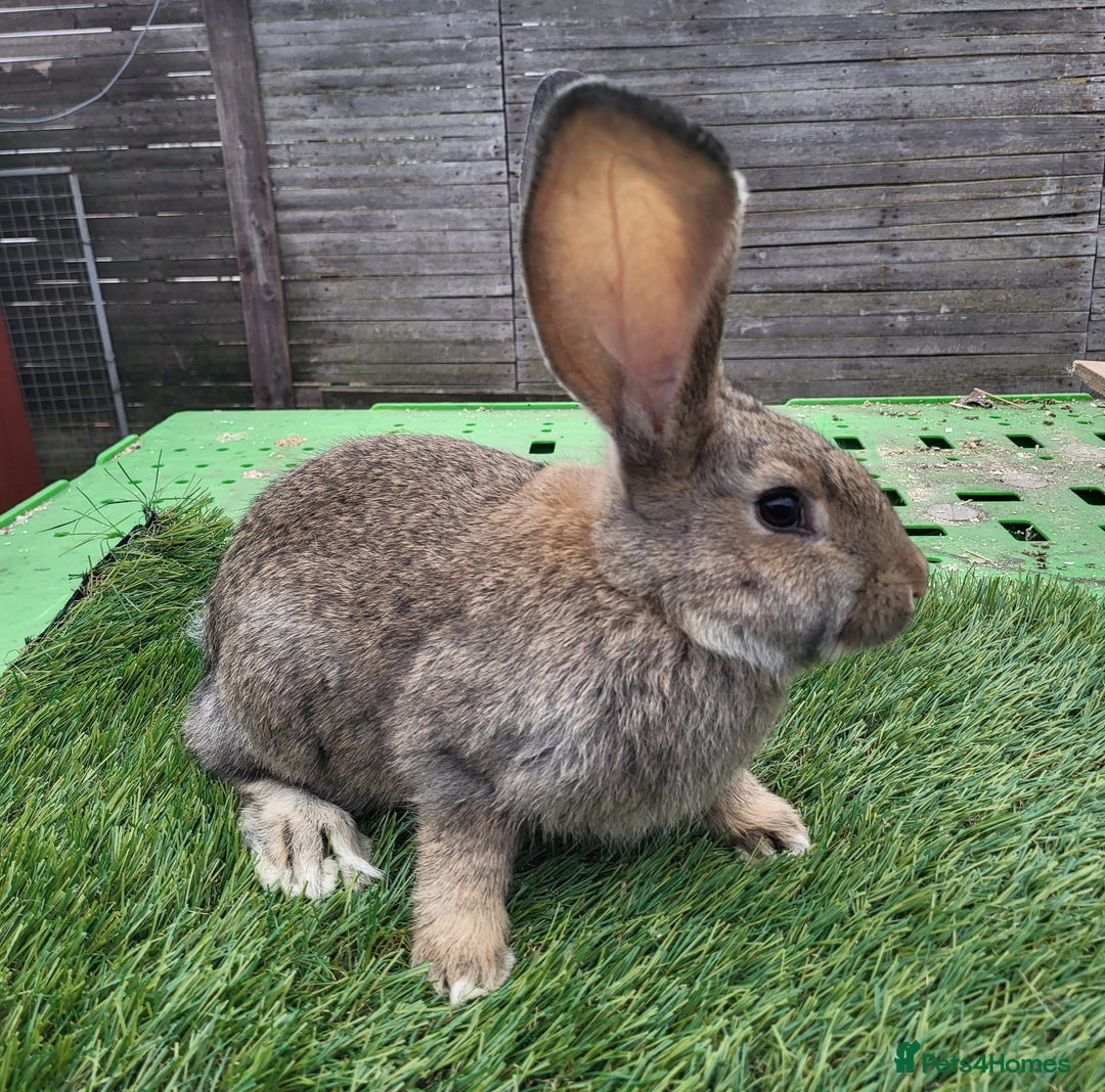Continental Giant rabbits for sale: Continental giant rabbits  - Image 3