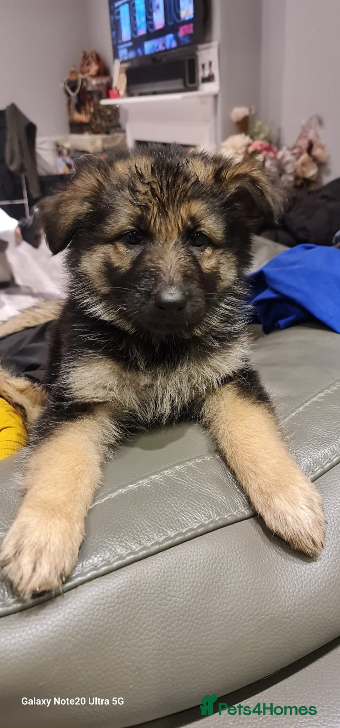 German Shepherd dogs for sale: german shepherd puppies full pedigree  - Advert 6
