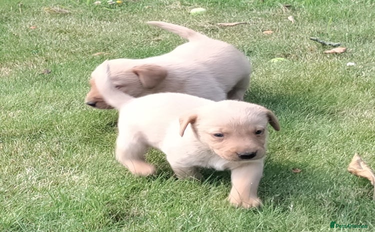 Labrador Retriever dogs - Advert 10