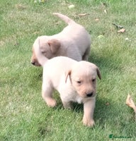 Labrador Retriever dogs - Advert 4