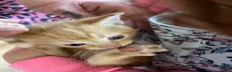 Mixed Breed cats for sale: Kittens looking for forever homes in Wallingford - Advert 17
