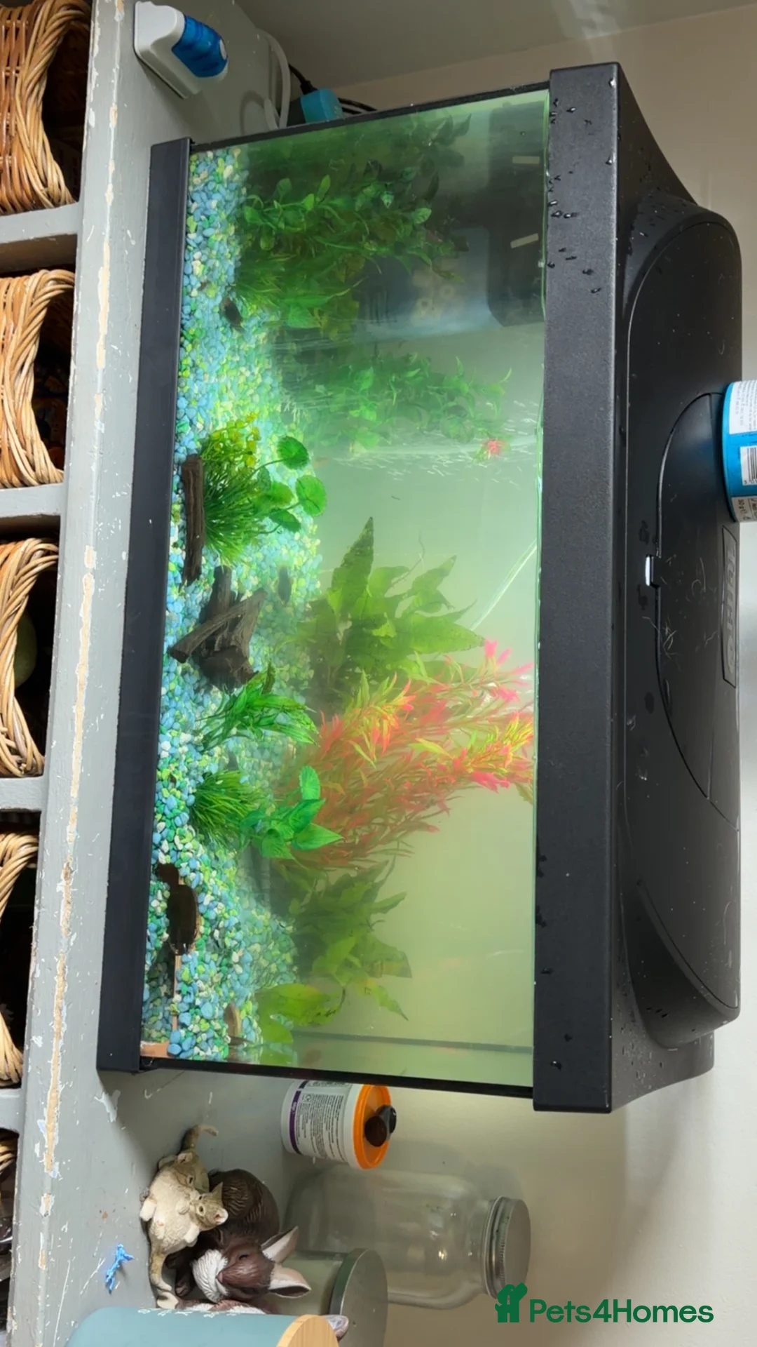Platies fish for sale: Fish tank full set up also fish and shrimp  - Advert 3