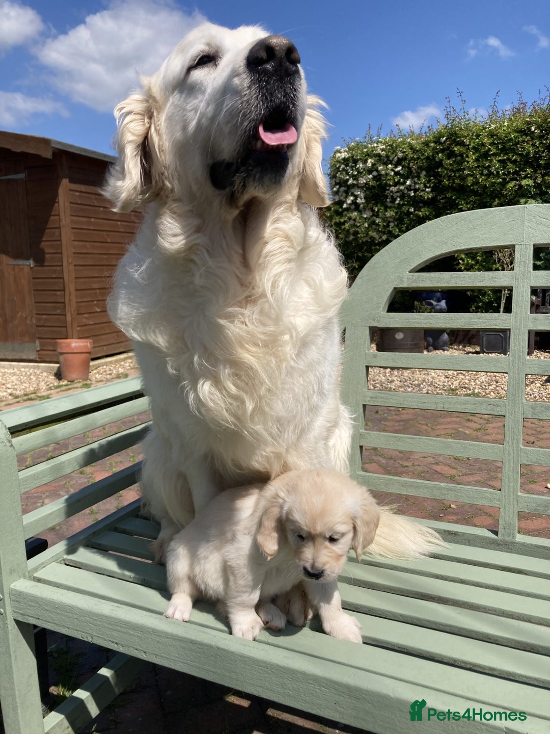 Golden Retriever dogs for sale: Gorgeous and Glamorous Golden Retriever Puppies!  - Advert 1