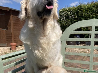 Golden Retriever dogs Gorgeous and Glamorous Golden Retriever Puppies! - Advert 1