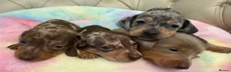 Miniature Dachshund dogs for sale: Elite Miniature Dachshund Litter in Torquay - Advert 1