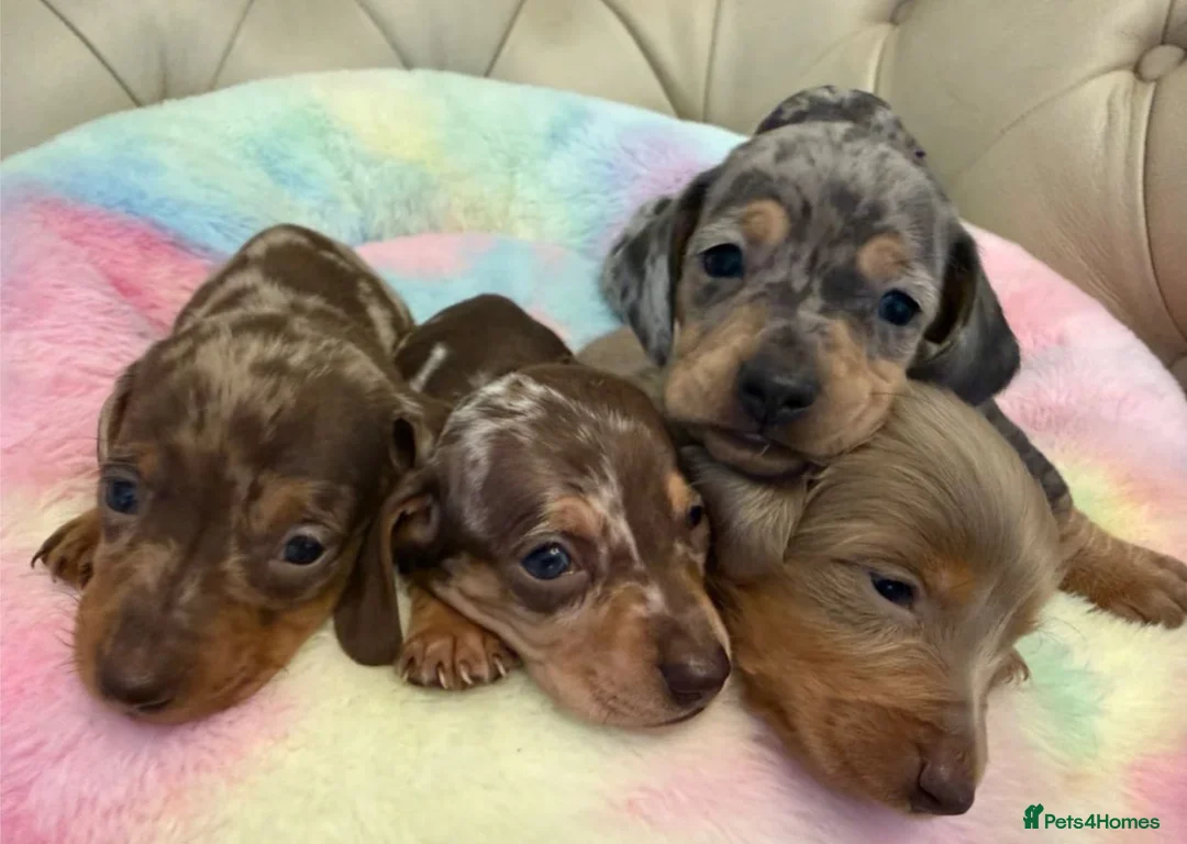 Miniature Dachshund dogs for sale: Elite Miniature Dachshund Litter in Torquay - Advert 1