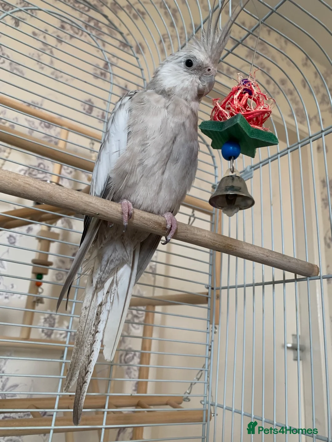 Cockatiels birds for sale: 2 cockatiels  in Chelmsford - Advert 2