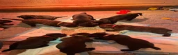 Mixed Breed dogs for sale: Cane Corso x Dogue de Bordeux stunning litter of 9 in Pulborough - Advert 8