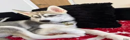Siberian Husky dogs for sale: Male grey/white Husky puppy for sale - Advert 3