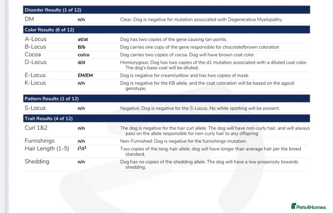 French Bulldog dogs for stud: FLUFFY LILAC TAN FRENCH BULLDOG CARYING TESTABLE in Haywards Heath - Advert 6