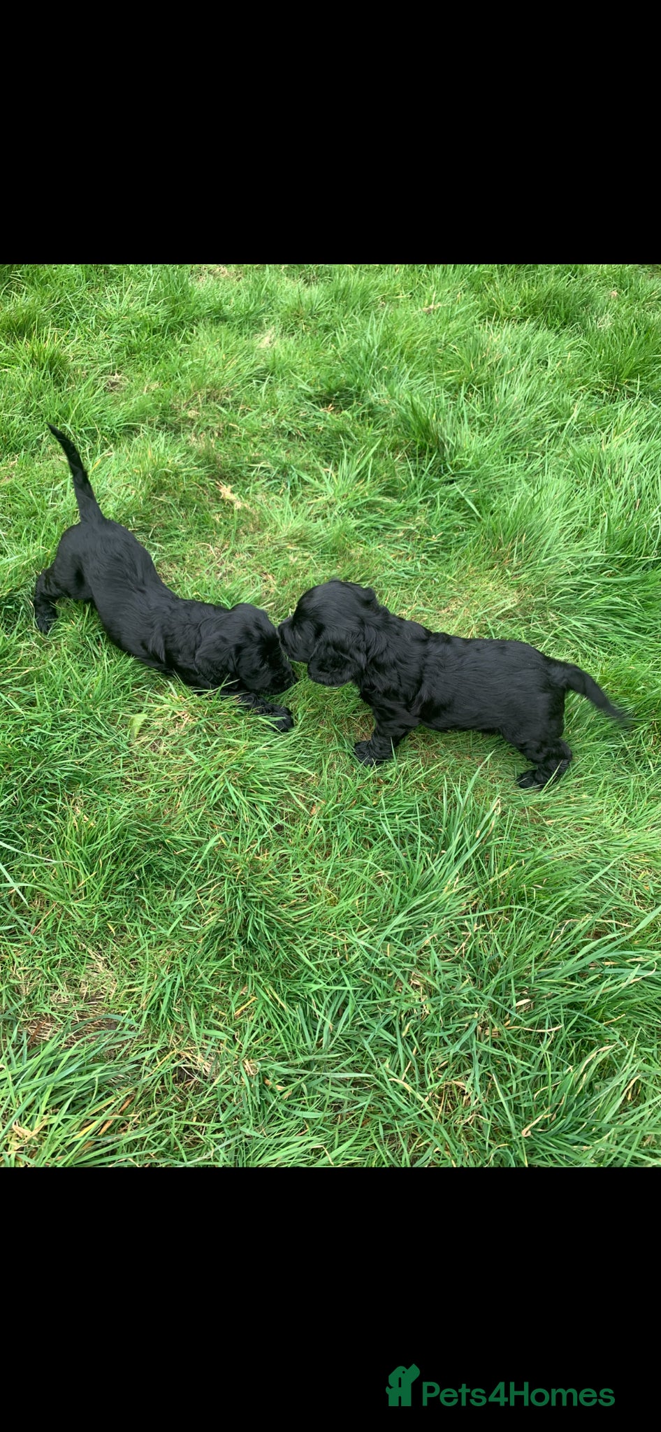 Sprocker dogs Fantastic Sprocker pups - Advert 2