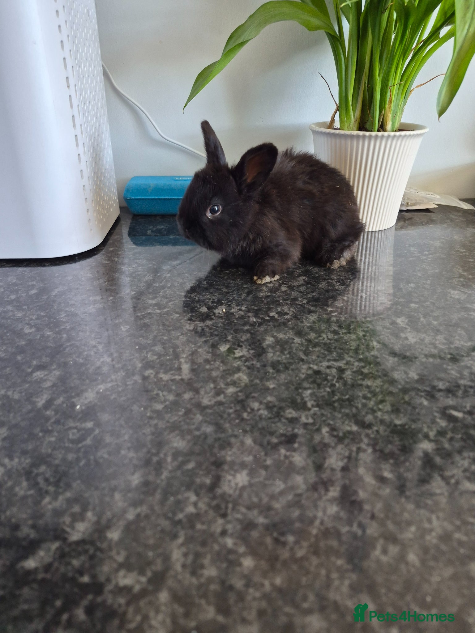 Mixed Breed rabbits Baby rabbits  - Advert 1
