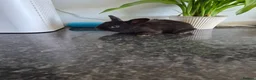 Mixed Breed rabbits for sale: Baby rabbits  - Advert 2