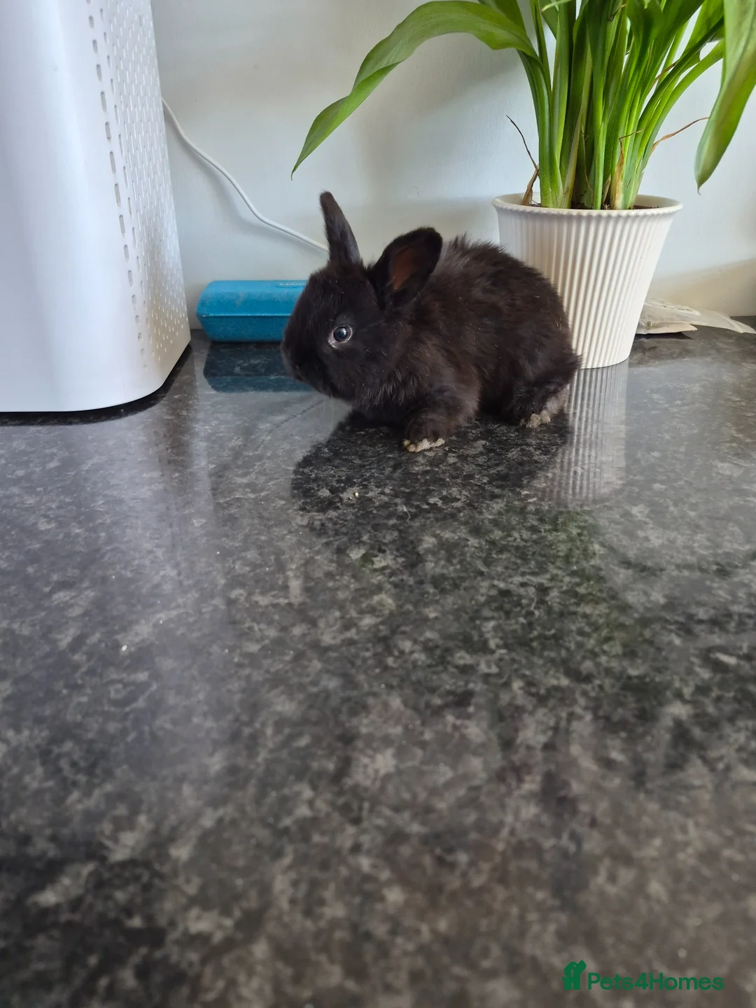 Mixed Breed rabbits for sale: Baby rabbits  - Advert 2