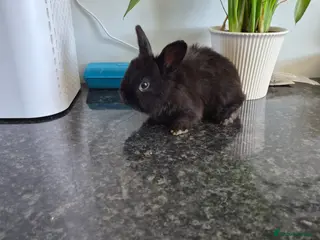 Mixed Breed rabbits for sale: Baby rabbits - Advert 1