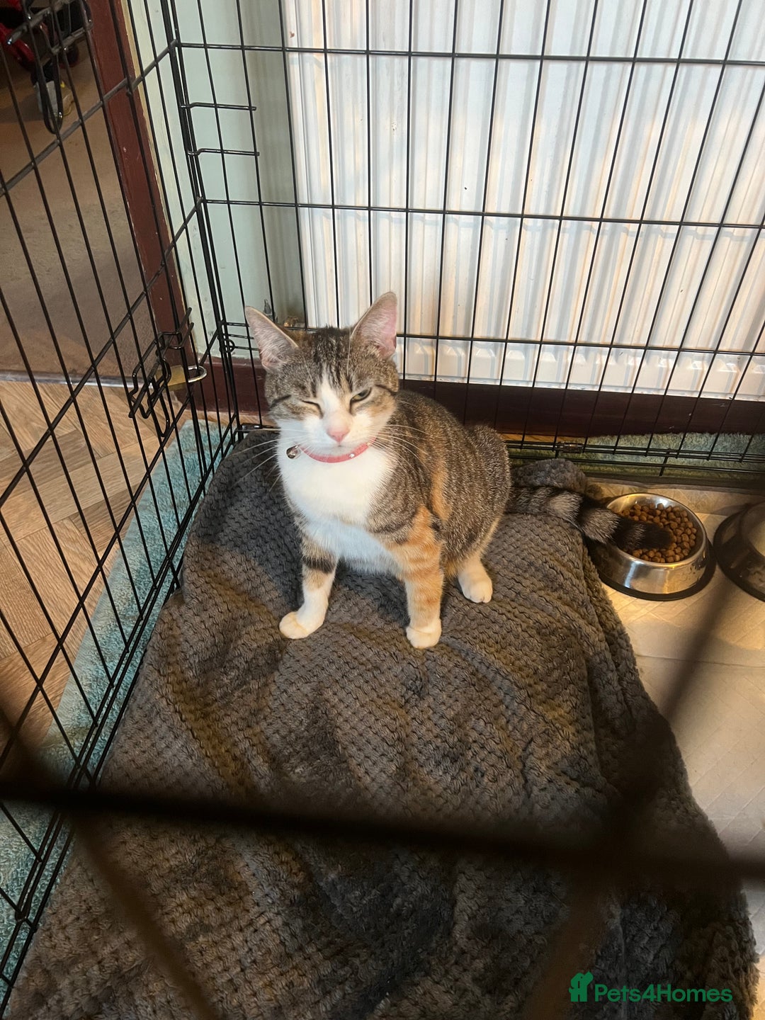 Mixed Breed cats for sale: Beautiful mixed breed kittens  - Image 4