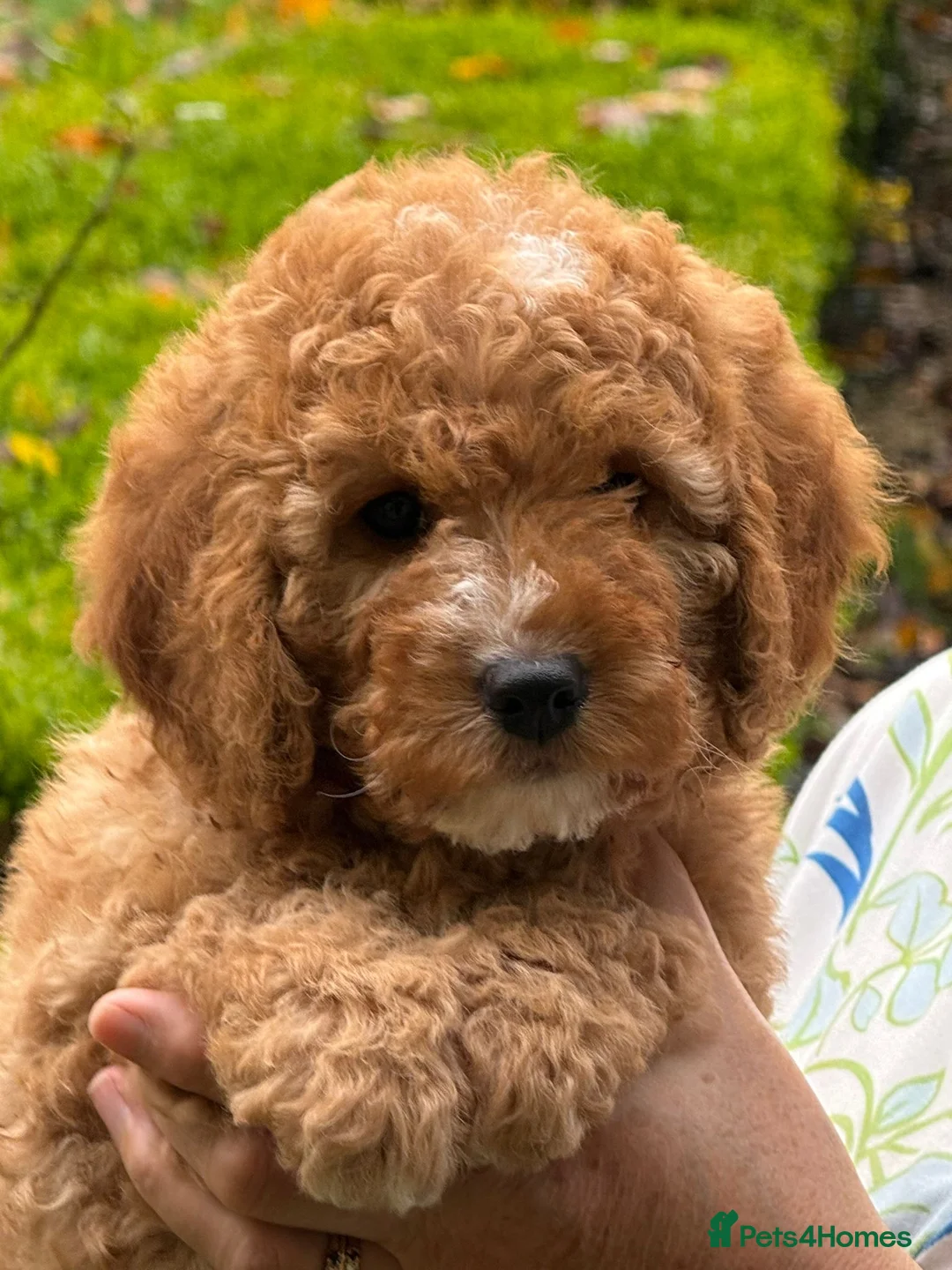 Cockapoo dogs for stud: KC Reg Toy Poodle Stud Dog DNA Tested Somerset - Advert 17