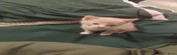 Mixed Breed cats for sale: 3 beautiful kittens for sale - Advert 4