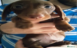 Miniature Dachshund dogs for sale: ..Miniature dachshunds 1 Girl 1BOY READY TO LEAVE  in Ellesmere Port - Image 13